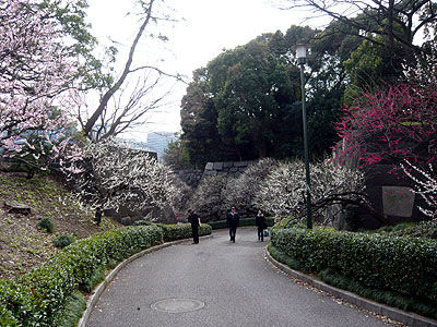 梅坂2