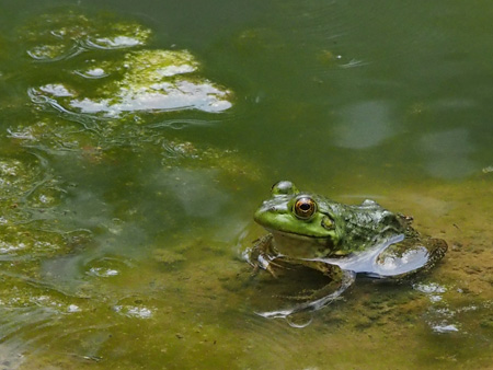 ウシガエル