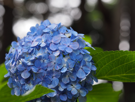 紫陽花