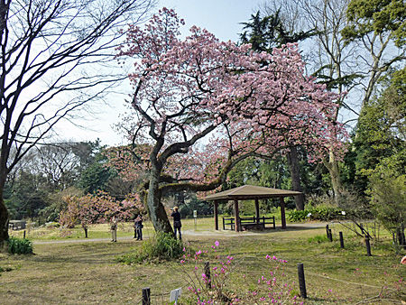 小石川植物園
