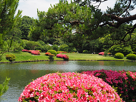 上の池のサツキ