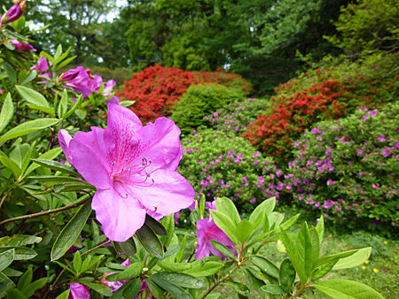 小石川植物園