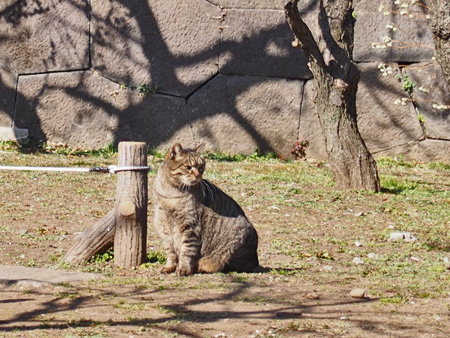 芝公園のネコ