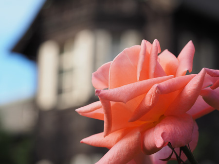 旧古河庭園の薔薇