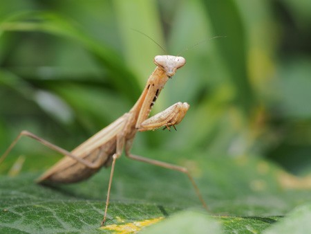 カマキリ