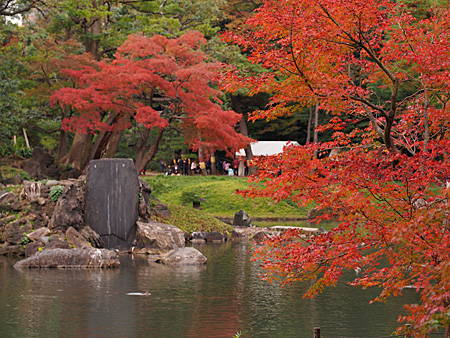 池のモミジ