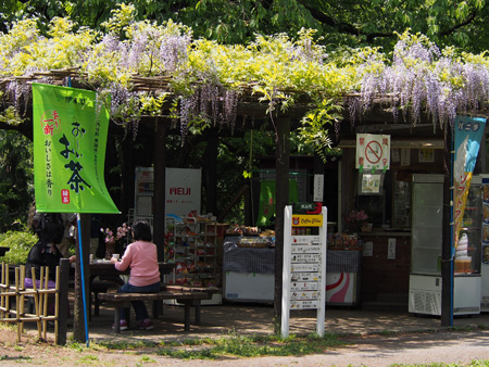 売店の藤棚