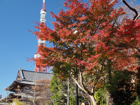 もみじ