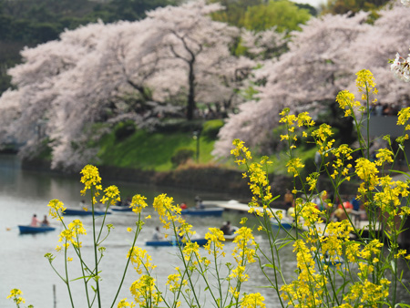 千鳥ヶ淵