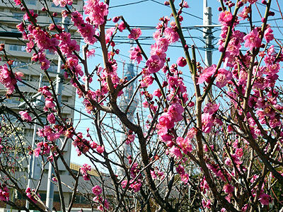 小村井香取神社