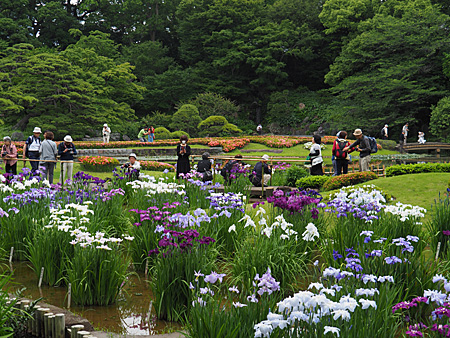 花菖蒲