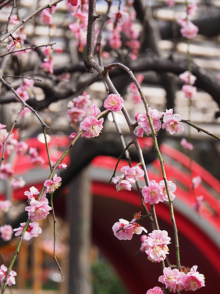 亀戸天神