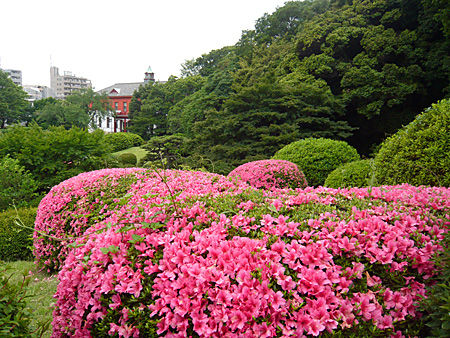 小石川植物園