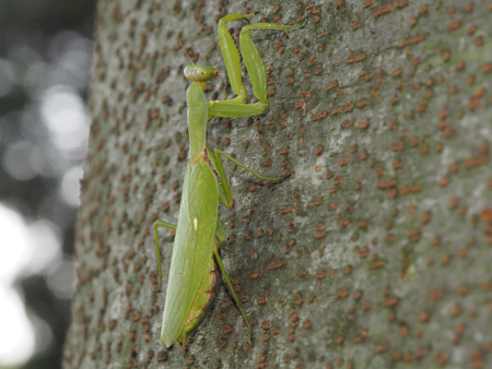 ハラビロカマキリ