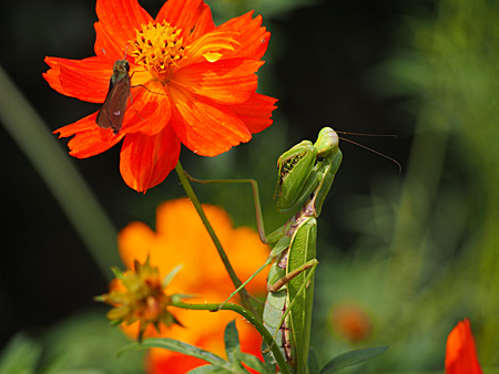 ハラビロカマキリ