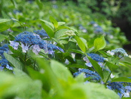 紫陽花