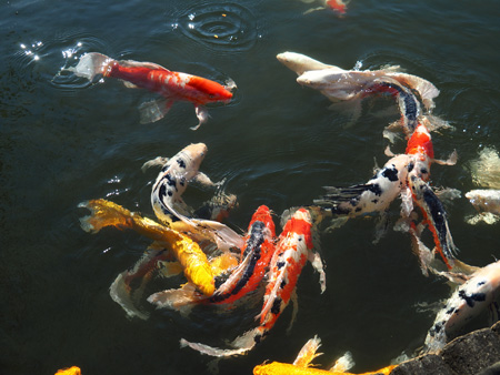 鯉