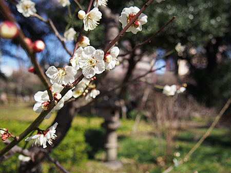 小石川後楽園