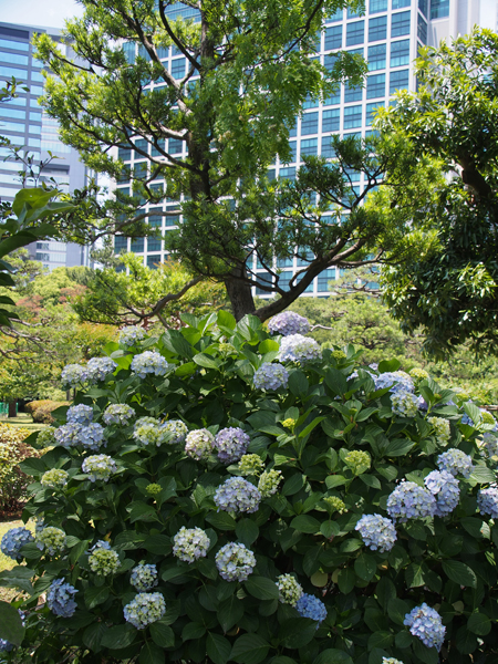 紫陽花