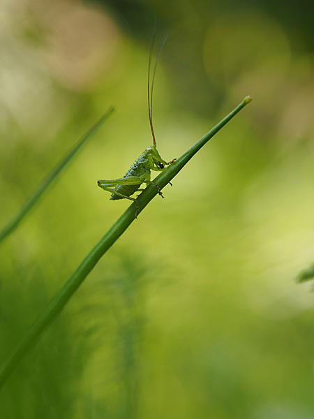 ヤブキリの幼虫