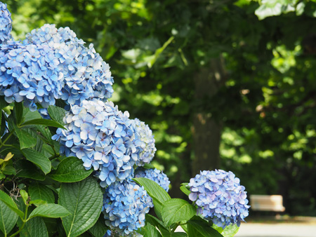 紫陽花