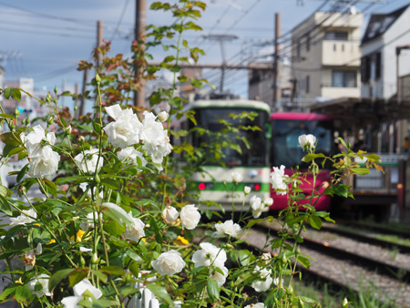 都電荒川線と薔薇