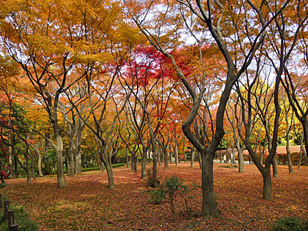 北の丸公園