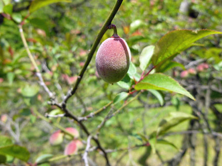 小石川植物園
