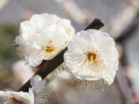 芝公園の梅