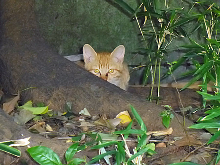 清澄庭園