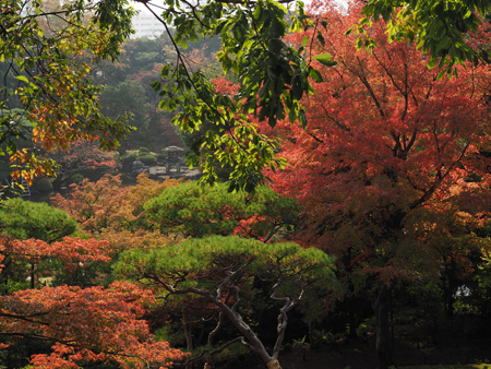 紅葉