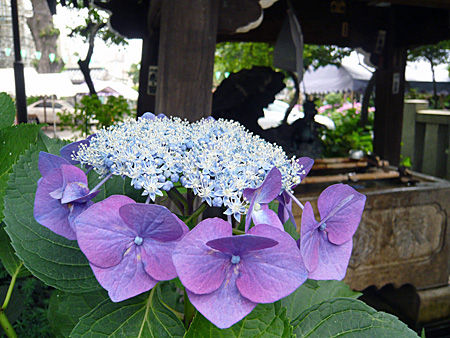 白山神社手水