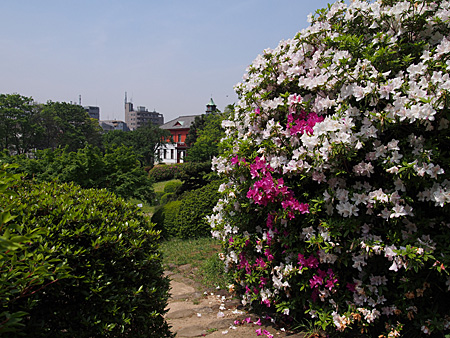 小石川植物園のツツジ