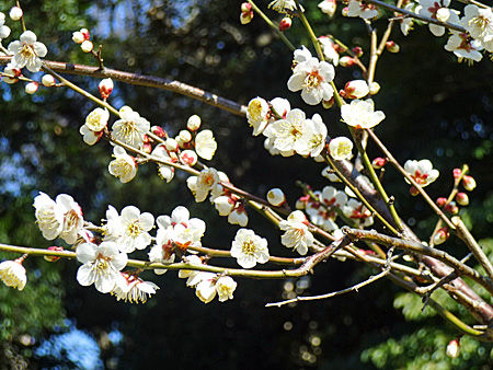 小石川後楽園