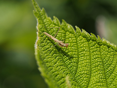 子カマキリ