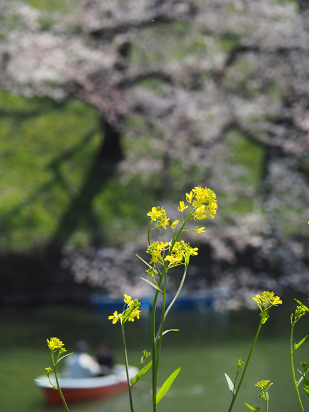 千鳥ヶ淵