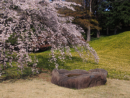 枝垂れ桜