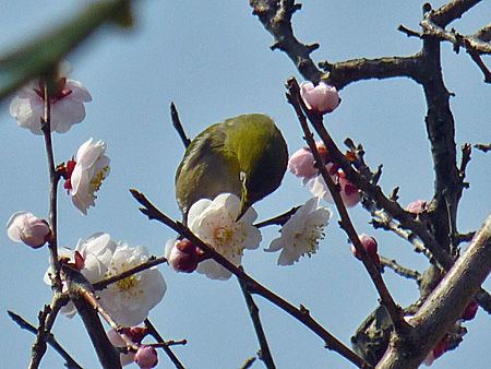 大谷田公園