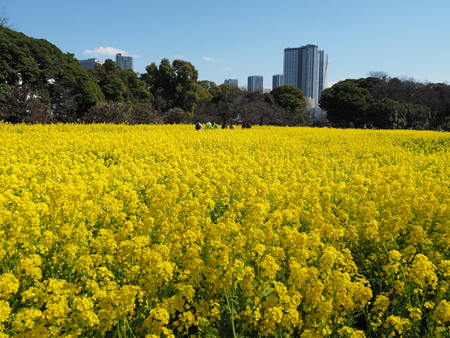 菜の花