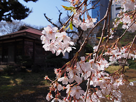 枝垂れ桜