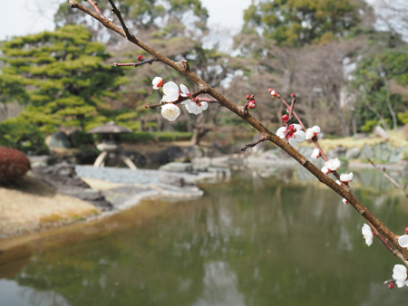 梅