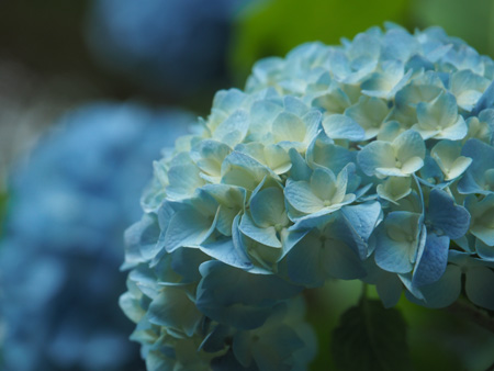 紫陽花