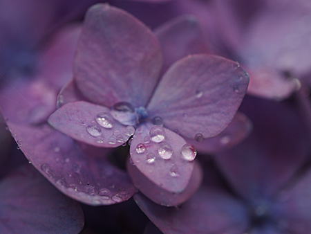 紫陽花