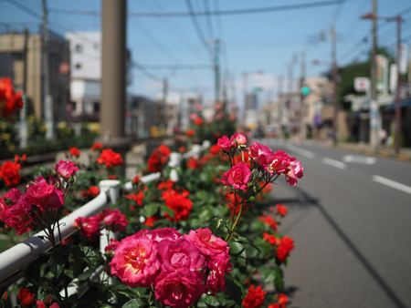 バラ