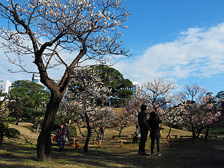 芝離宮の梅林