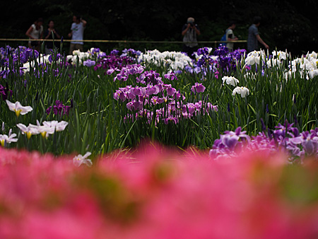 花菖蒲
