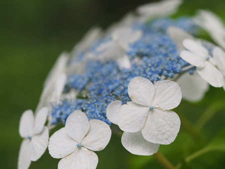 紫陽花