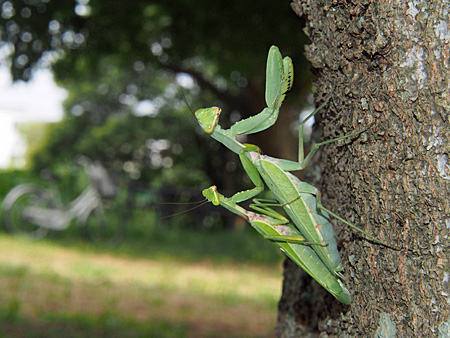 カマキリ