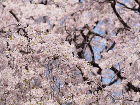 枝垂れ桜