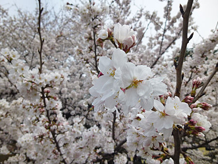 新宿御苑 桜